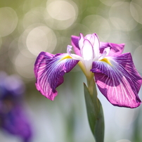 春の花の写真 画像 写真集 写真共有サイト Photohito