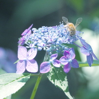 OLYMPUS(オリンパス)のレンズ M.ZUIKO DIGITAL ED 75-300mm F4.8-6.7