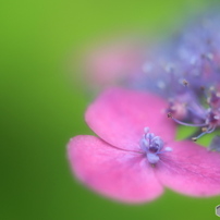 山紫陽花　花姿2018