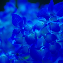 色とりどりの花５「青い色と紫色の花々」