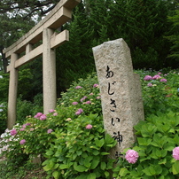 浜の神社の紫陽花三昧