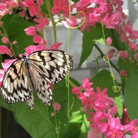 CANON(キヤノン)のデジタルカメラPowerShot SX130 IS で撮影した写真