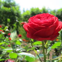 CANON(キヤノン)のデジタルカメラPowerShot SX130 IS で撮影した写真