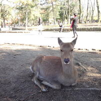 SONY(ソニー)のデジタルカメラサイバーショット DSC-W200 で撮影した