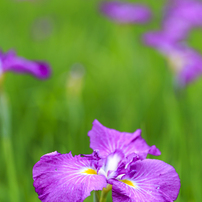 TOKINA(トキナー)のレンズ AT-X M100 PRO D 100mm F2.8 (ｷﾔﾉﾝ AF) で