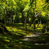 初夏　苔庭