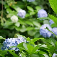 小斎直也の紫陽花（アジサイ）
