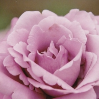 PENTAX(ペンタックス)のフィルムカメラMZ-60 で撮影した写真(画像)一覧