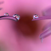 花びらぬれて