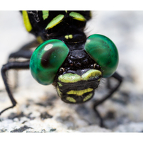 キヤノン MP-E 65mm F2.8 MACRO PHOTO マクロフォト 超拡大の世界 CANON MP-E65mm F2.8 1-5×マクロフォト | PicoN!