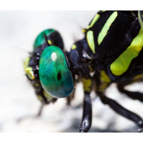 CANON(キヤノン)のレンズ MP-E65mm F2.8 1-5x マクロフォト で撮影した