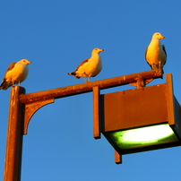 CASIO(カシオ)のデジタルカメラHIGH SPEED EXILIM EX-ZR1700 で撮影