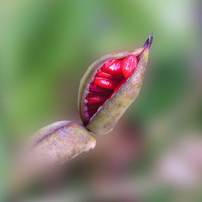 この花何の花シリーズ