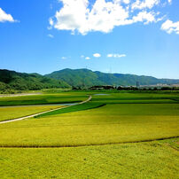 亀岡の田園風景