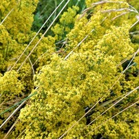 囚われの優しい黄色　（コペンハーゲンの野原の花）