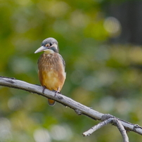 SIGMA(シグマ)のレンズ APO 150-500mm F5-6.3 DG HSM (ｿﾆｰ用) で撮影