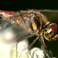 SIGMA(シグマ)のレンズ MACRO 105mm F2.8 EX DG (ﾌｫｰｻｰｽﾞ用) で撮影した写真(画像)一覧-  写真共有サイト:PHOTOHITO