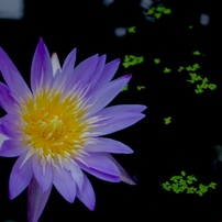 シグマ SIGMA 24-70mm F2.8 DG MACRO ペンタックス Amazon.com : Sigma 24-70mm f/2.8 EX DG Macro Aspherical