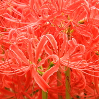 彼岸花18