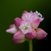 花時間　夏から秋へ
