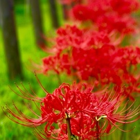 SIGMA(シグマ)のレンズ 24-70mm F2.8 EX DG MACRO (ﾍﾟﾝﾀｯｸｽ AF