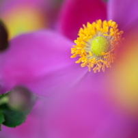シグマ 180mm F3.5APO MACRO EX DG HSM ニコン用 Amazon.co.jp: シグマ 180mm F3.5APO MACRO EX DG HSM ニコン用