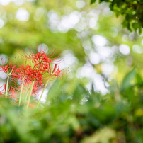 NIKON(ニコン)のレンズ Ai Nikkor 135mm F2.8S で撮影した写真(画像