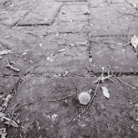 PENTAX(ペンタックス)のフィルムカメラMZ-60 で撮影した写真(画像)一覧