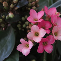 PowerShot SX530HS その１