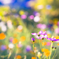 NIKON(ニコン)のレンズ Ai Nikkor 135mm F2.8S で撮影した写真(画像