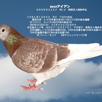 masaアイアン