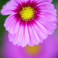 SIGMA(シグマ)のレンズ APO MACRO 180mm F3.5 EX DG/HSM (ﾆｺﾝ AF) で