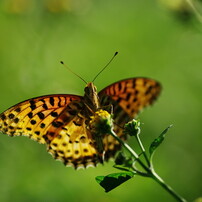 行秋　ヒョウモンチョウ　Ⅱ