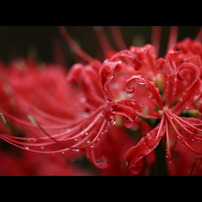 SIGMA(シグマ)のレンズ APO MACRO 180mm F3.5 EX IF HSM で撮影した