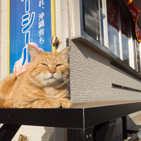 コムギ、おはよ～