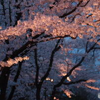 高田公園桜2017