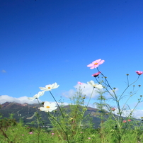 那須連山とコスモス