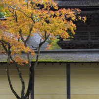 高野山の黄葉