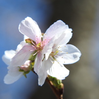 冬桜ｰ1