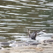 ✨極美品✨ニコン COOLPIX B700❤️思い出を4Kで残そう♪ ニコン(Nikon) COOLPIX B700 ブラックの買取価格｜ナニワ