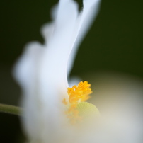 SIGMA(シグマ)のレンズ APO MACRO 180mm F3.5 EX DG/HSM (ﾆｺﾝ AF) で