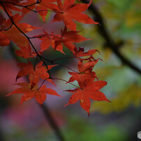 DSC_0161_752
