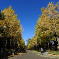 黄葉の銀杏18