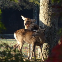 奈良公園の鹿と紅葉
