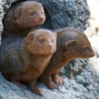 2010年10月17日・天王寺動物園