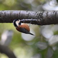 西南の杜の野鳥たち