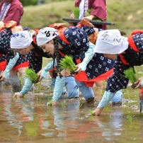 いるま花田植