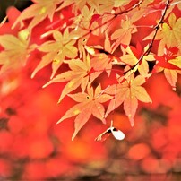 DSCF0043