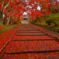 毘沙門堂の散紅葉