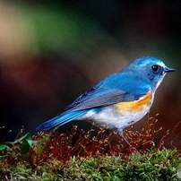 Ruribitaki